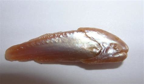 fish pearl